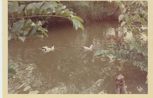Ducks Vietnam War